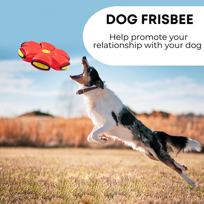 Premium Dog Frisbee